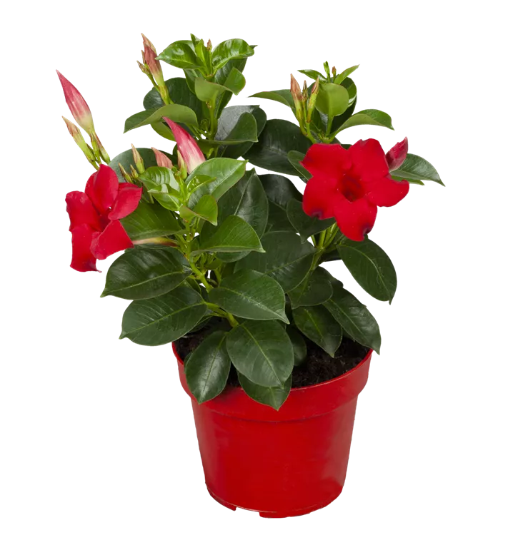 Dipladenia 'Sundaville® Red'