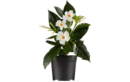 Mandevilla sanderi 'Sundaville® White'