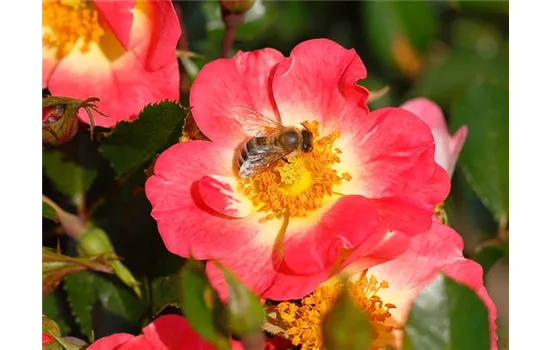 Rose 'Bienenweide® Bicolor'