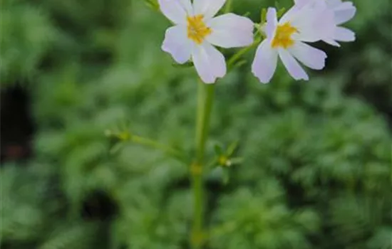 Hottonia palustris