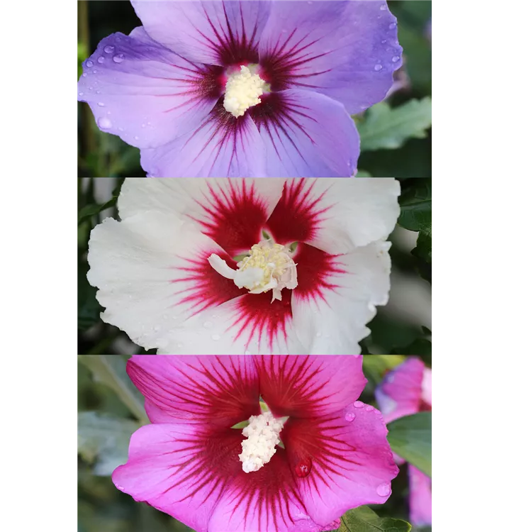 Hibiscus syriacus 'Party-Mix'