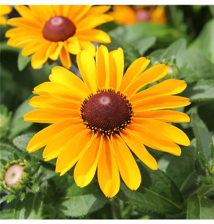 Rauer Garten-Sonnenhut 'Toto'®