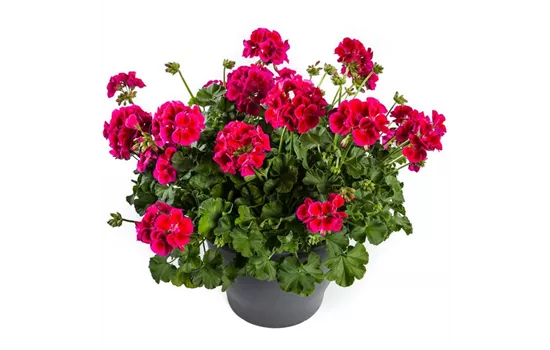 Pelargonium int. ´Calliope Red Splash´