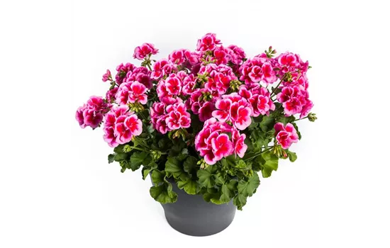 Pelargonium 'Calliope® Rose Splash'