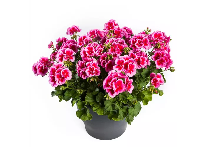 Pelargonium 'Calliope® Rose Splash'