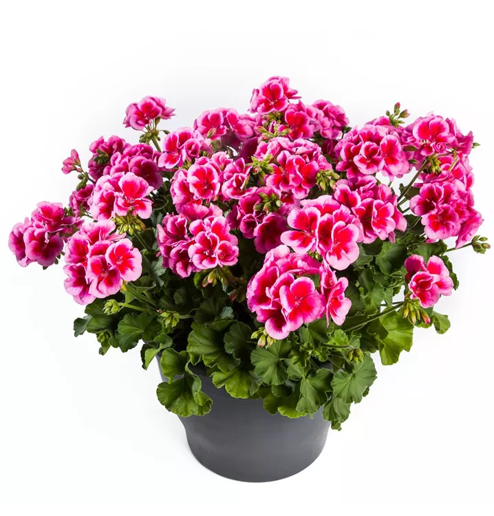 Hybrid-Pelargonie 'Calliope® Rose Splash'