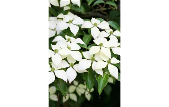 Japanischer Blumen-Hartriegel 'White Fountain'