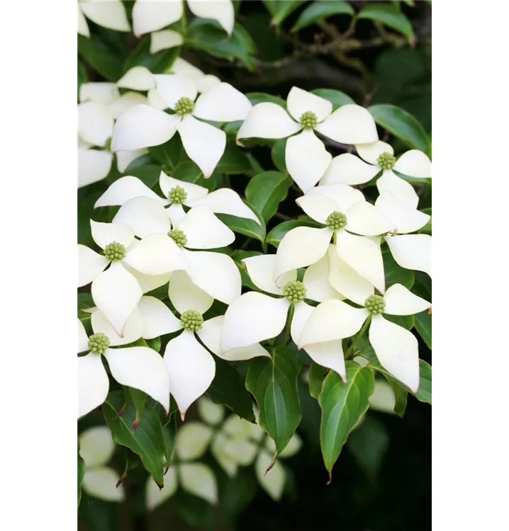 Cornus kousa chinensis 'Weiße Fontaine'