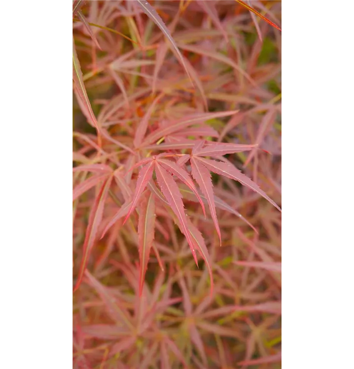 Acer palmatum 'Villa Taranto'