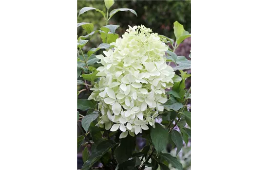 Hydrangea paniculata 'Phantom'