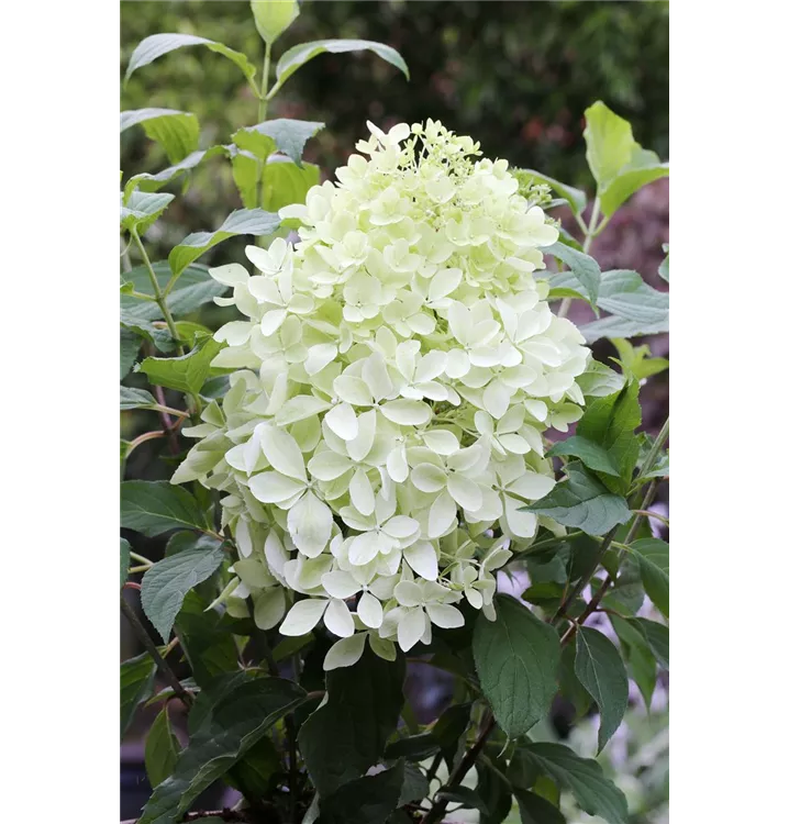 Rispenhortensie 'Phantom'