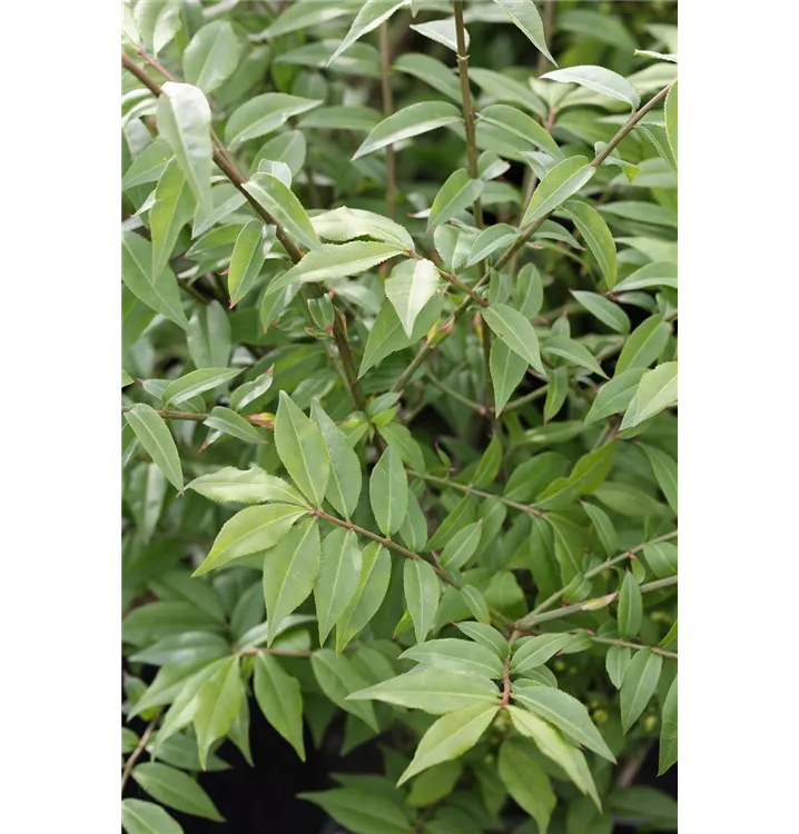 Euonymus alatus 'Fire Ball'