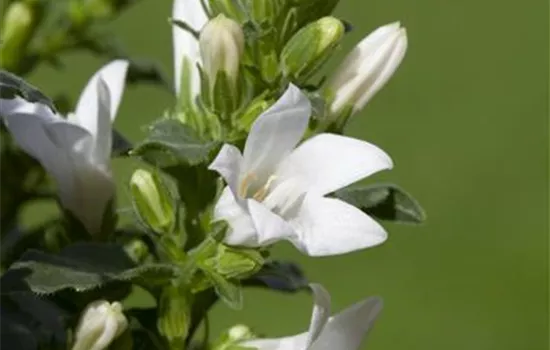 Campanula poscharskyana 'E.H. Frost'