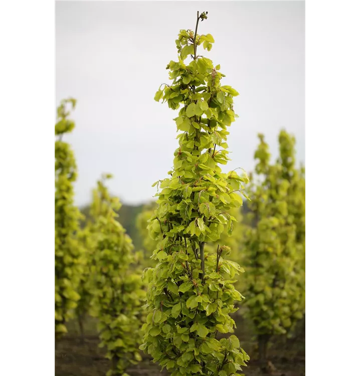 Fagus sylvatica 'Dawyck Gold'