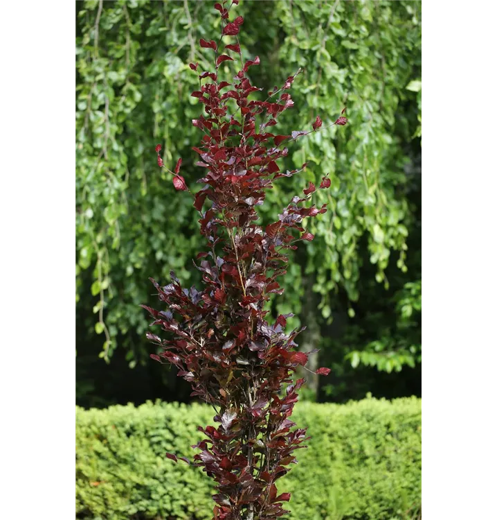 Fagus sylvatica 'Dawyck Purple'