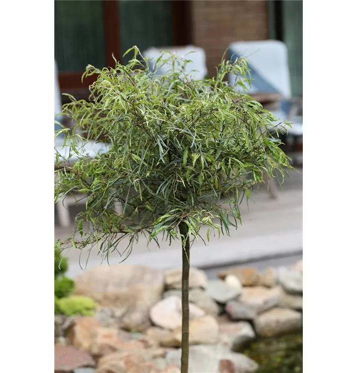 Fagus sylvatica 'Mercedes'