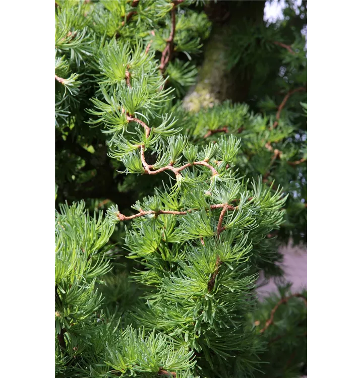 Larix kaempferi 'Diana'