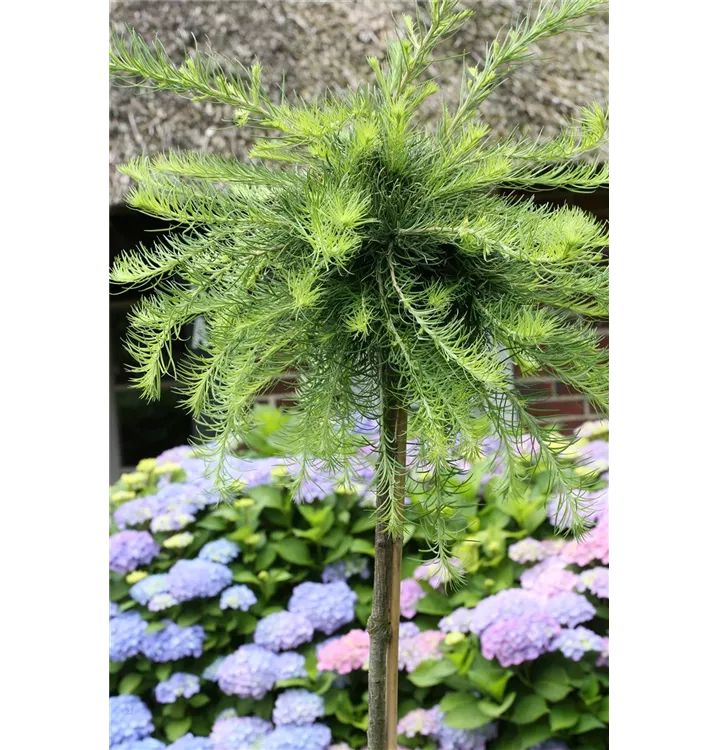 Larix kaempferi 'Stiff Weeper'