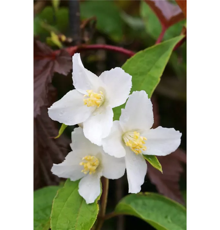 Philadelphus Hybride 'Silberregen' 