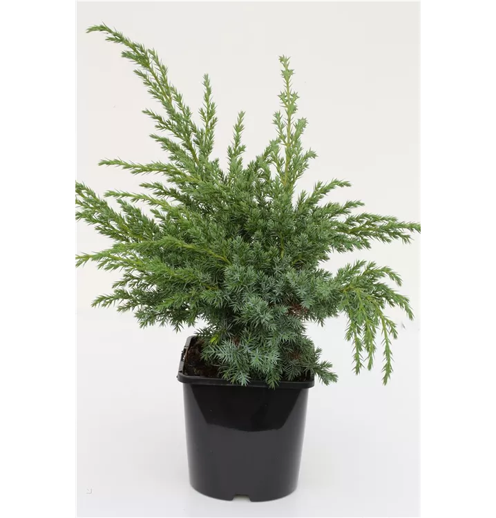 Juniperus squamata 'Blue Swede'