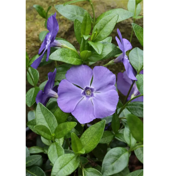 Vinca minor