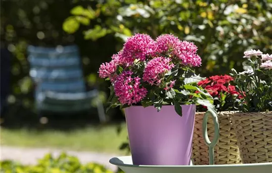 Pentas lanceolata, pink