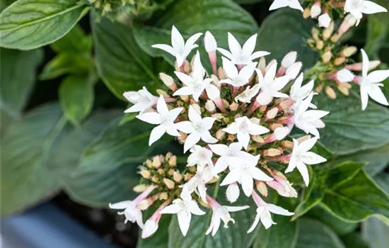 Pentas lanceolata, weiß