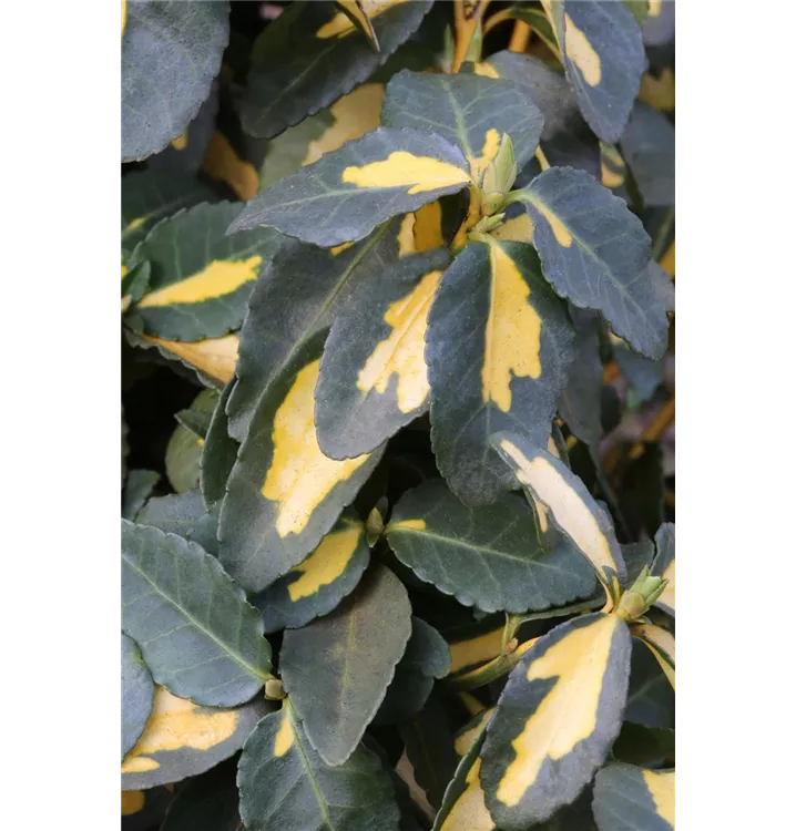 Euonymus fortunei 'Blondy'®