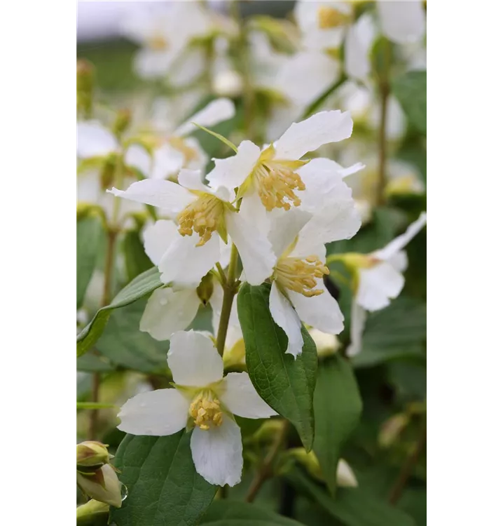 Philadelphus 'Erectus'