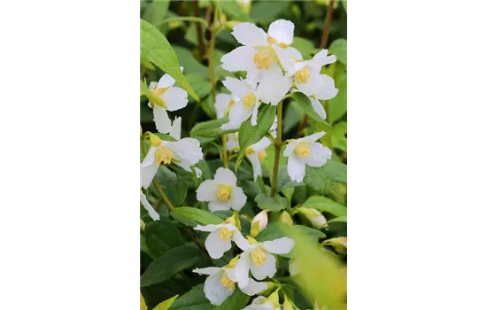 Gartenjasmin 'Avelanche'