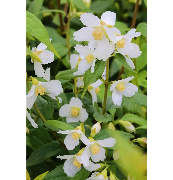 Philadelphus Hybride 'Avalanche' 