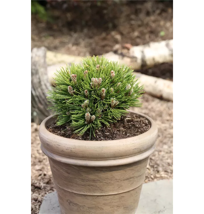 Pinus leucodermis 'Schmidtii'