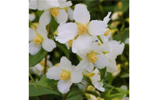 Pfeifenstrauch 'Mont Blanc'