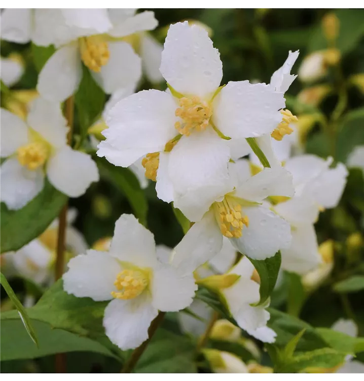 Philadelphus Hybride 'Mont Blanc' 