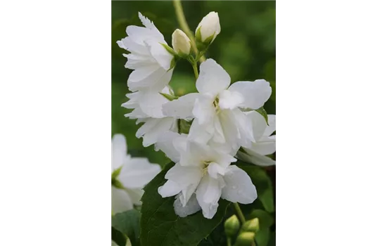 Gartenjasmin 'Natchez'