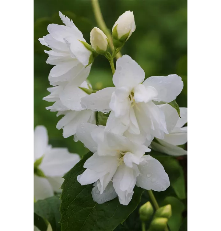 Philadelphus Hybride 'Natchez' 