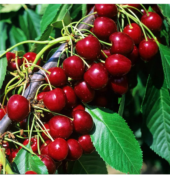 Prunus avium 'Compact Stella' CAC