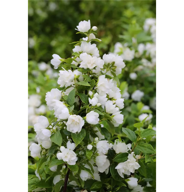 Philadelphus Hybride 'Snowbelle' 