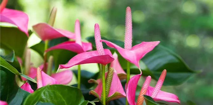 Anthurium x andreanum 'Pink Champion'