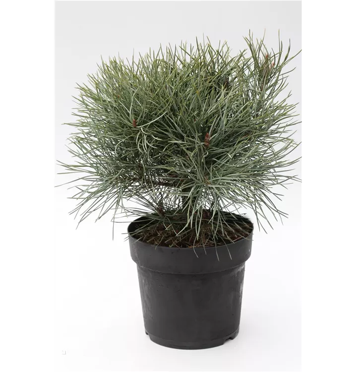 Pinus sylvestris 'Watereri'