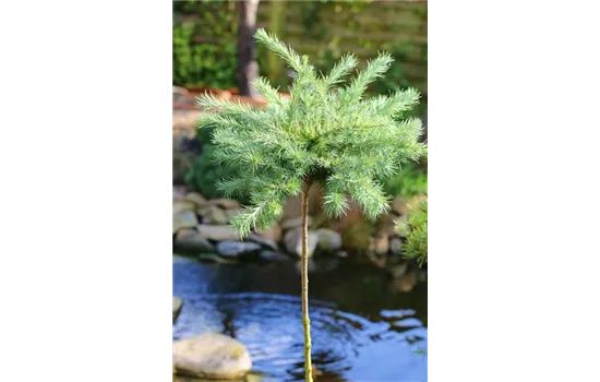 Blaue Zwerglärche 'Blue Dwarf'