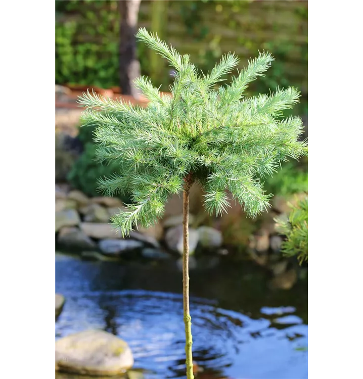 Larix kaempferi 'Blue Dwarf'