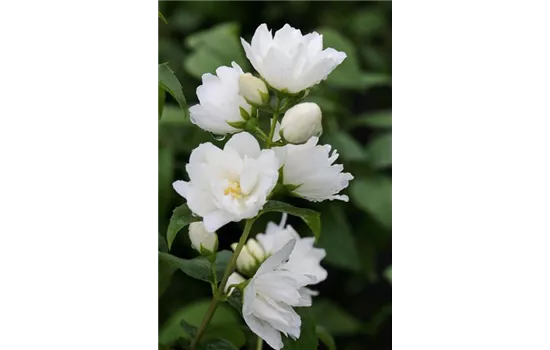 Gefüllter Gartenjasmin 'Virginal'