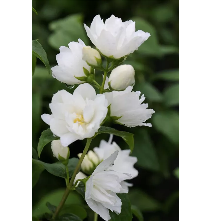 Philadelphus Hybride 'Virginal'