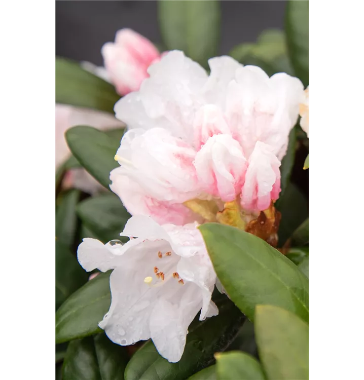 Rhododendron bureavii 'Hydon Velvet'