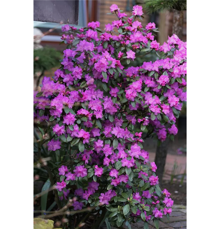 Rhododendron carolineanum 'P. J. Mezitt'