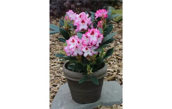 Rhododendron-Hybride 'Hachmann's Charmant'(s)