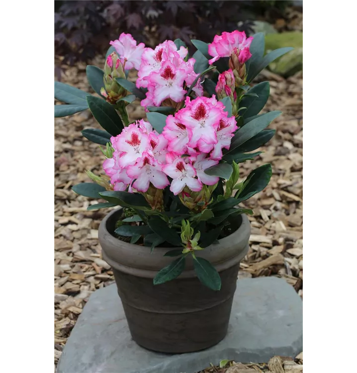 Rhododendron Hybr.'Hachmann's Charmant'®