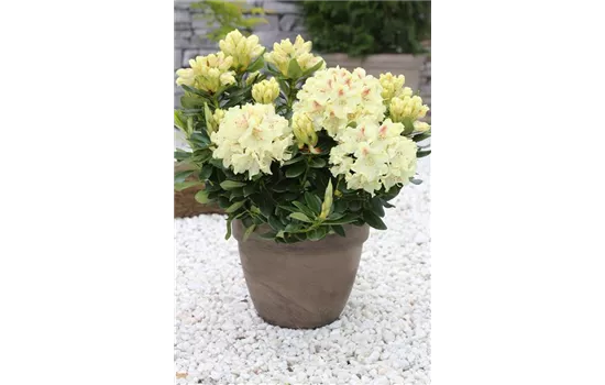 Rhododendron 'Goldkrone'®