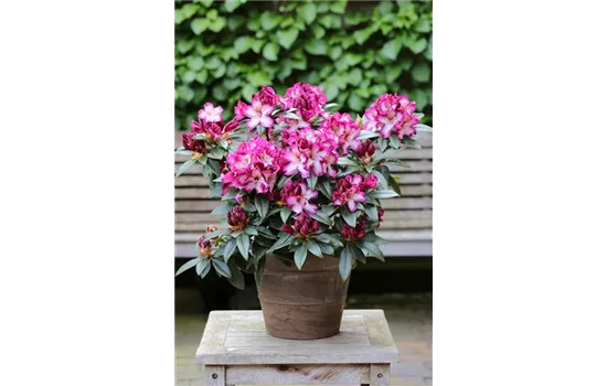 Rhododendron 'Hans Hachmann'®